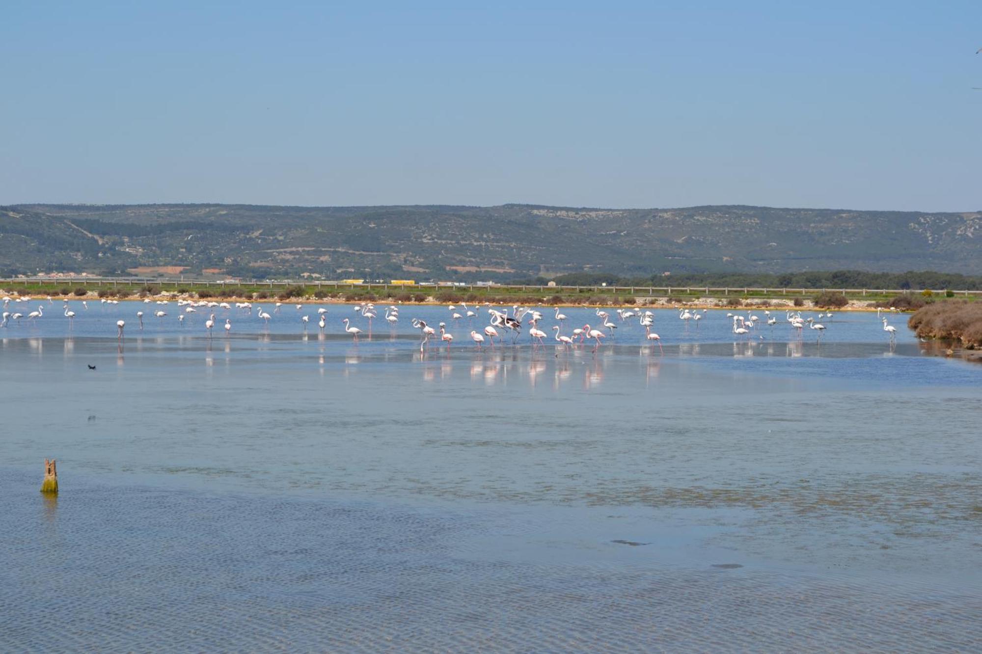 L'Aigrette Bleue Apartment Frontignan Ngoại thất bức ảnh